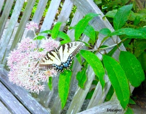 Iriscapes's tweet photo. the intimacy
of reciprocity https://t.co/lHg12zZR0q