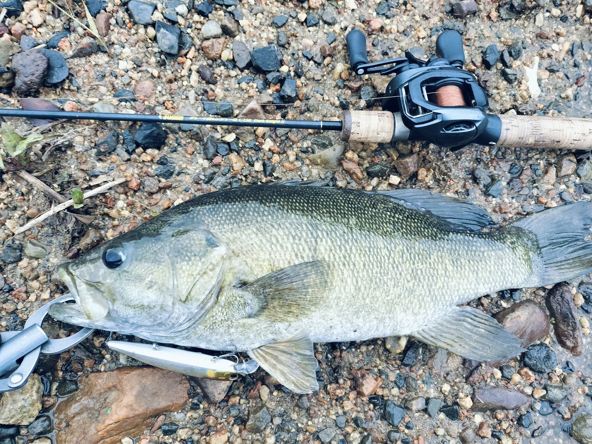 SBainting's tweet photo. 今日の釣果〜DUELハードコアミノーフラット95Fで楽しめました。 https://t.co/dKBLBvk90c