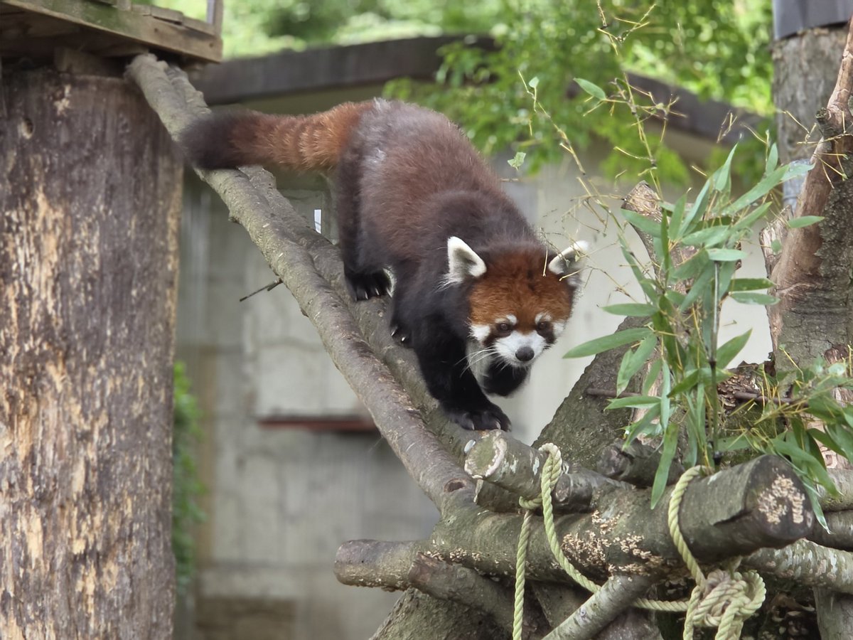 FantasyPlanet_e's tweet photo. 昨日は物販前の時間で八木山動物公園行ってきた～！
なんかちんまりたぬきがいるなぁと思ったら最近よく流れてくる育三郎くんでびっくりだった😇😇😇
なんかすごく広くてびっくりだった～！
やぱレッサーはかわいい https://t.co/jmAWK7wMkB