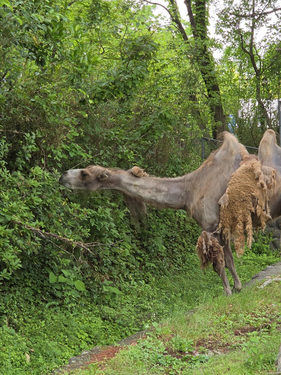 FantasyPlanet_e's tweet photo. 昨日は物販前の時間で八木山動物公園行ってきた～！
なんかちんまりたぬきがいるなぁと思ったら最近よく流れてくる育三郎くんでびっくりだった😇😇😇
なんかすごく広くてびっくりだった～！
やぱレッサーはかわいい https://t.co/jmAWK7wMkB