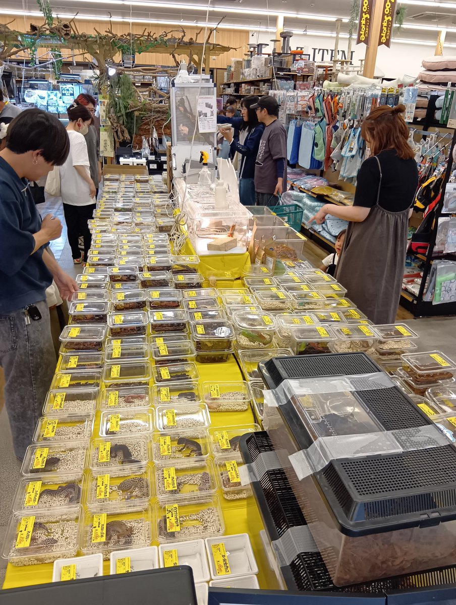 hachikurafarm's tweet photo. 本日7(日)【ズーくら】
inズースクエア藤枝店様
4社合同 最終日スタート📣
https://t.co/nIdn5GmmQd
~17時位
早くからご来店ありがとうございます🙇
選べる悩めるくらい沢山の生体
(約110種350匹以上)がいます❗
ぜひ、ご来店を
#ズー���クエア
#藤枝
#筑波めだか
#RepFeedJapan
#ハチクラ
#ズーくら https://t.co/j6538DW9yb