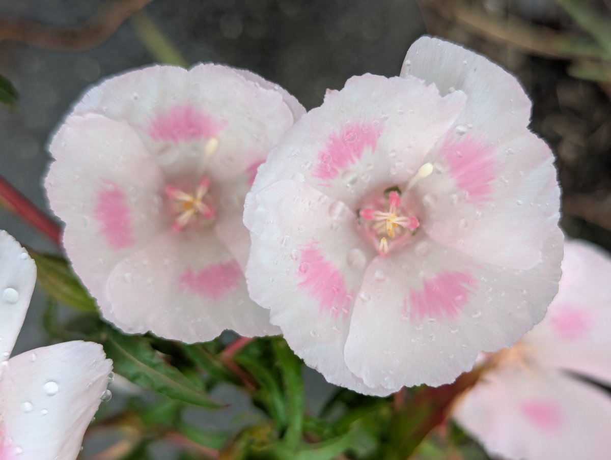 ferrishyn39's tweet photo. 庭に咲く花
雨の日曜日
キンセンカ　色待宵草　美女撫子　紫陽花
#花が好き #TLを花でいっぱいにしよう #キリトリセカイ https://t.co/E4eEn0vCIj