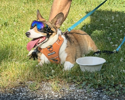 newleashcp's tweet photo. ♥️THANK YOU!♥️
To all of the participants &amp; volunteers that made Tails on the Trails 2026 a success, thank you!

Can’t wait to go even bigger and better next year! See you all June 12, 2027! https://t.co/iCUXAuDKkR