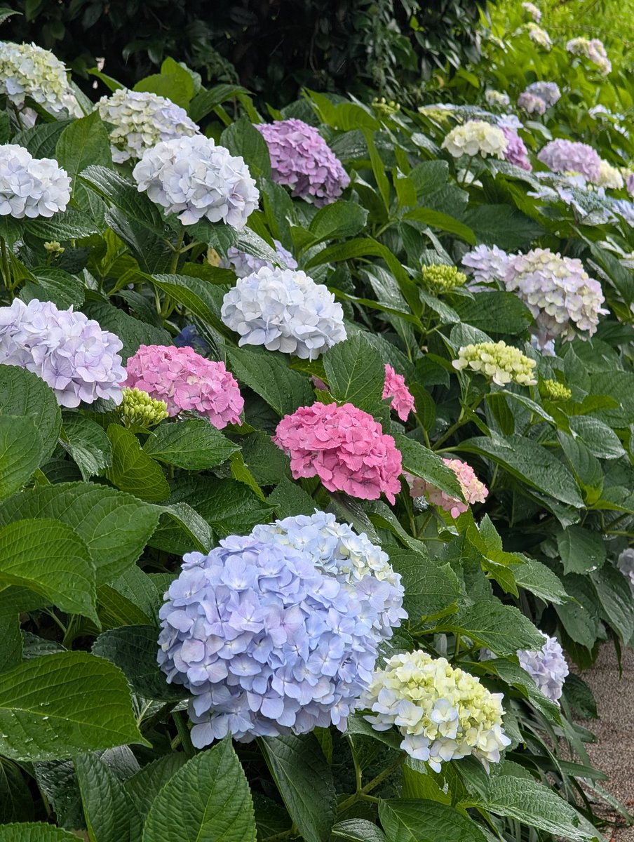 kittyom3's tweet photo. 今日は宝塚大劇場です！あいにくの雨ですが紫陽花が綺麗ですね～ そして私はいつものパン屋さんで限定のエスカルゴバターブレッドなるものを頂いています とても美味しい😆 https://t.co/cTV4cJqOuA