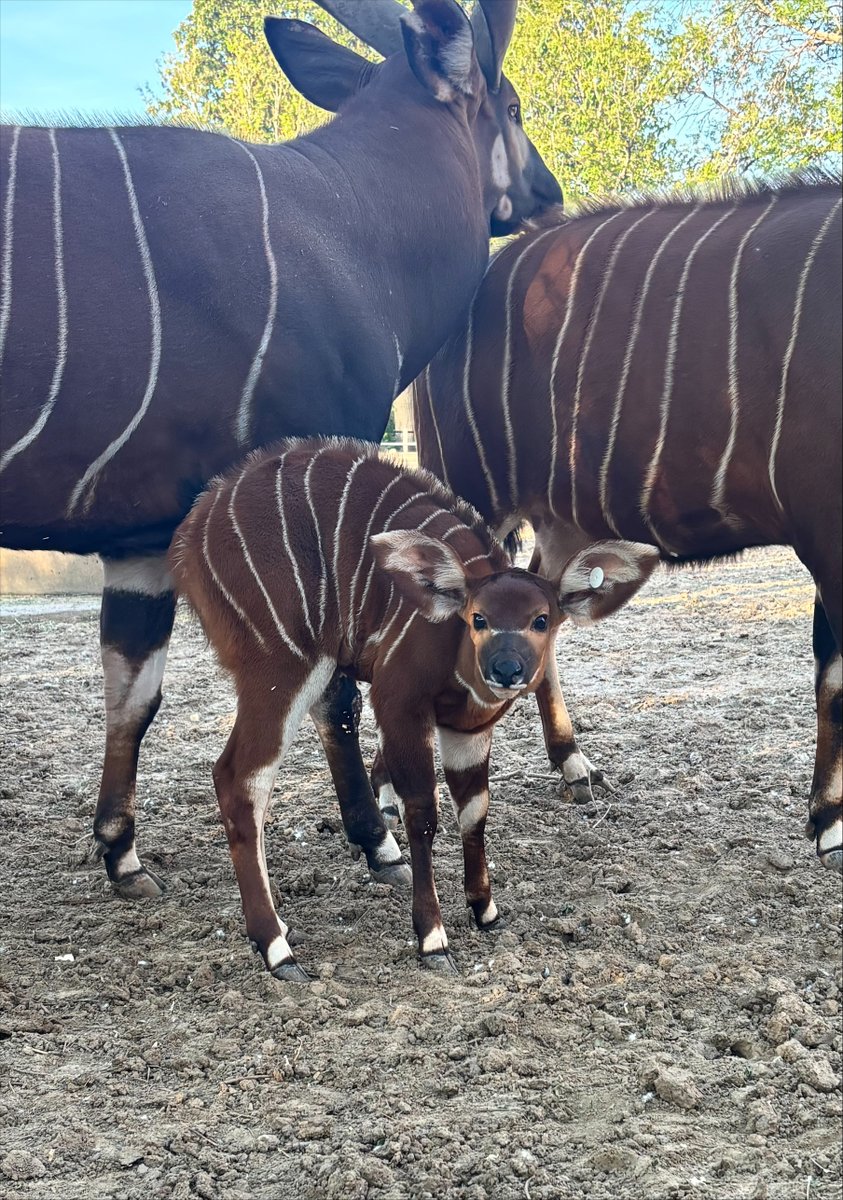 DenverZoo's tweet photo. 🐃 Happy #InternationalUngulateAwarenessDay. We have a lot to celebrate this year! 

This spring, DZCA welcomed not one, not two... but FIVE ungulate babies to our herds; two Rocky Mountain bighorn sheep lambs, a Cape buffalo calf, a kudu named Ella, and Frannie, our Eastern bongo calf. 🐑 

All four babies are out and visible for guests to see! Come meet the newest members of our herd on your next visit. 🐾 

#InternationalUngulateAwarenessDay #DenverZooConservationAlliance #DZCA #BabyAnimals #SpringBabies #Bongo #BigHornSheep #CapeBuffalo #SavingWildlifeTogether