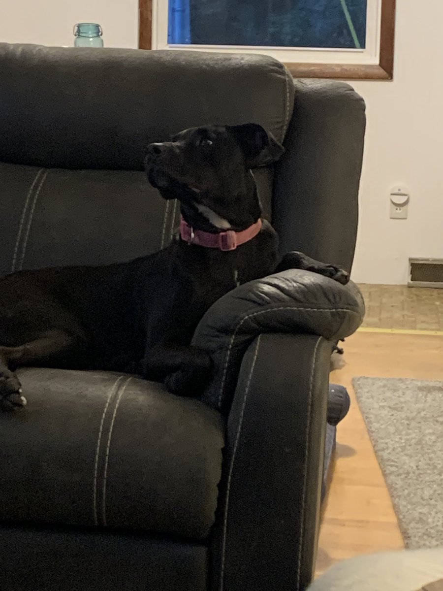 cardz1's tweet photo. Molly loves hearing the dogs bark! #OPLive https://t.co/zMYdSN915u