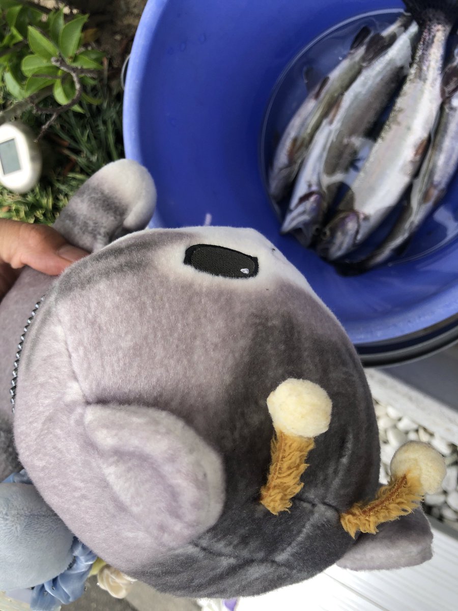 SG415F's tweet photo. 今日は地元のマスつかみでした！！
ネコに常に狙われている、危機感と隣り合わせで捌いてます。 https://t.co/cjJylBwqS4