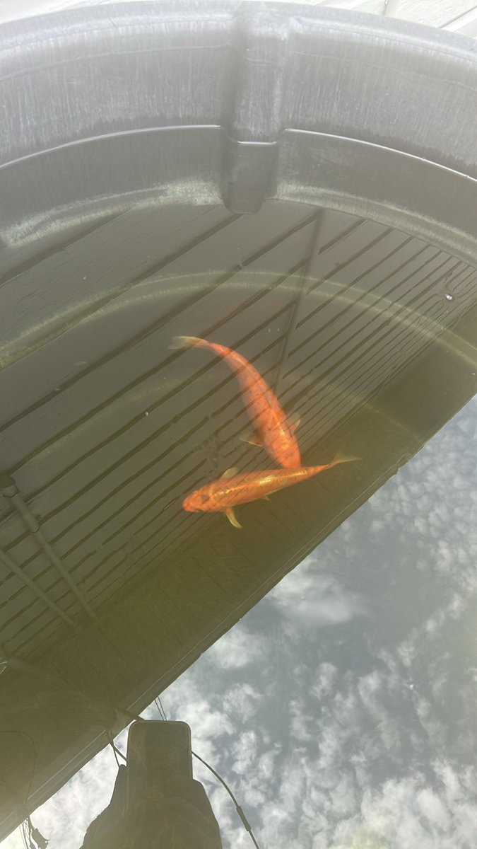 bigmeechJW's tweet photo. They try to block me from selling fish on offer up because it’s a live animal. 

Re classified them as pond accessories and sold two small orange ones today $50

Another 4 already spoken for also! https://t.co/NktF39Hr23