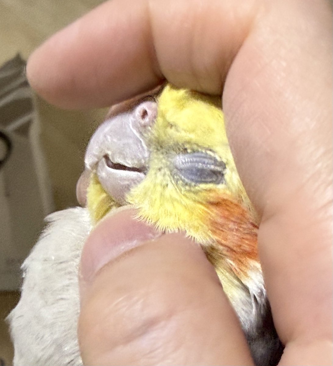wings74127's tweet photo. 包み込み式モミモミ

ウッ鳥　極楽や〜

#オカメインコ #Cockatiel https://t.co/netxgUGfCZ