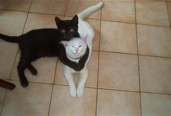 The Feel Good Cats tweet media