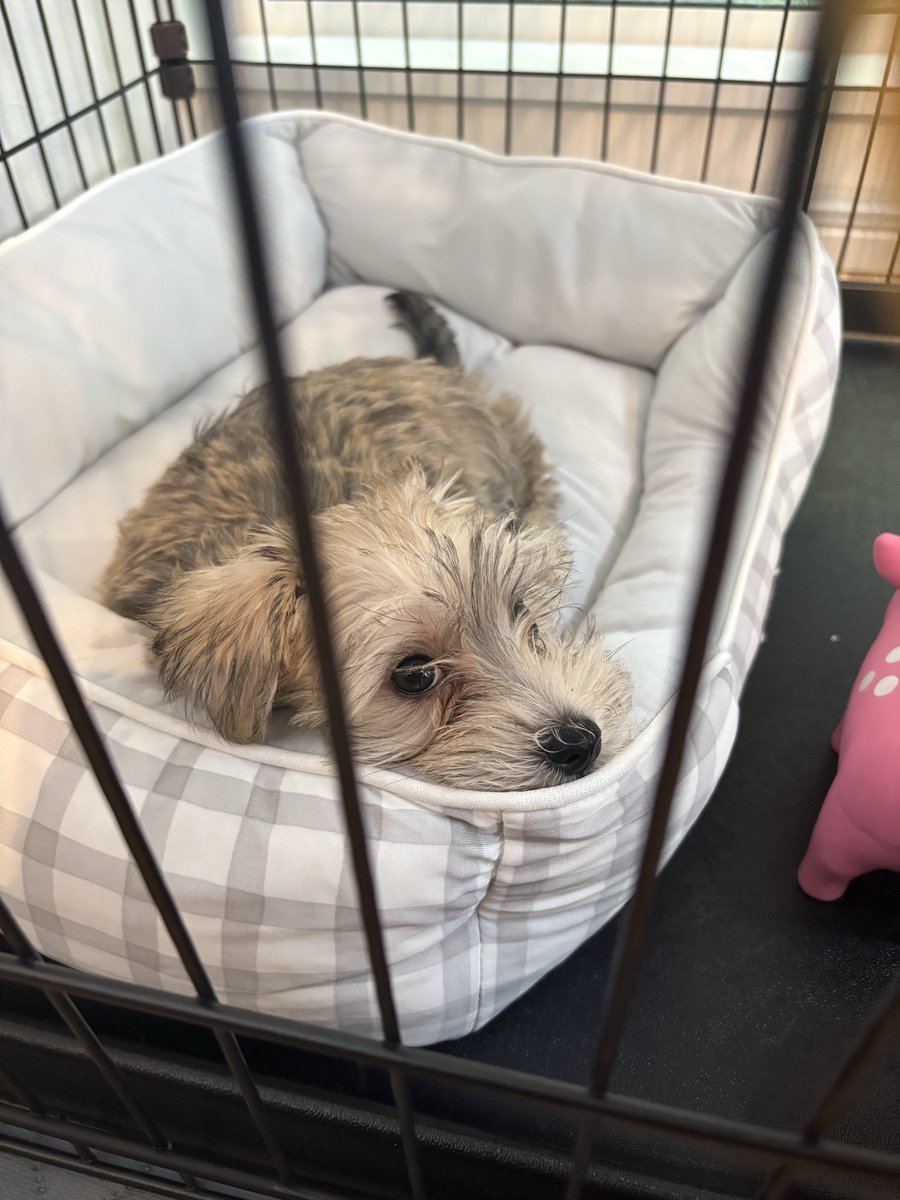 pr_right's tweet photo. 新しい家族、とてもかわいい https://t.co/bmGZcz5PN7