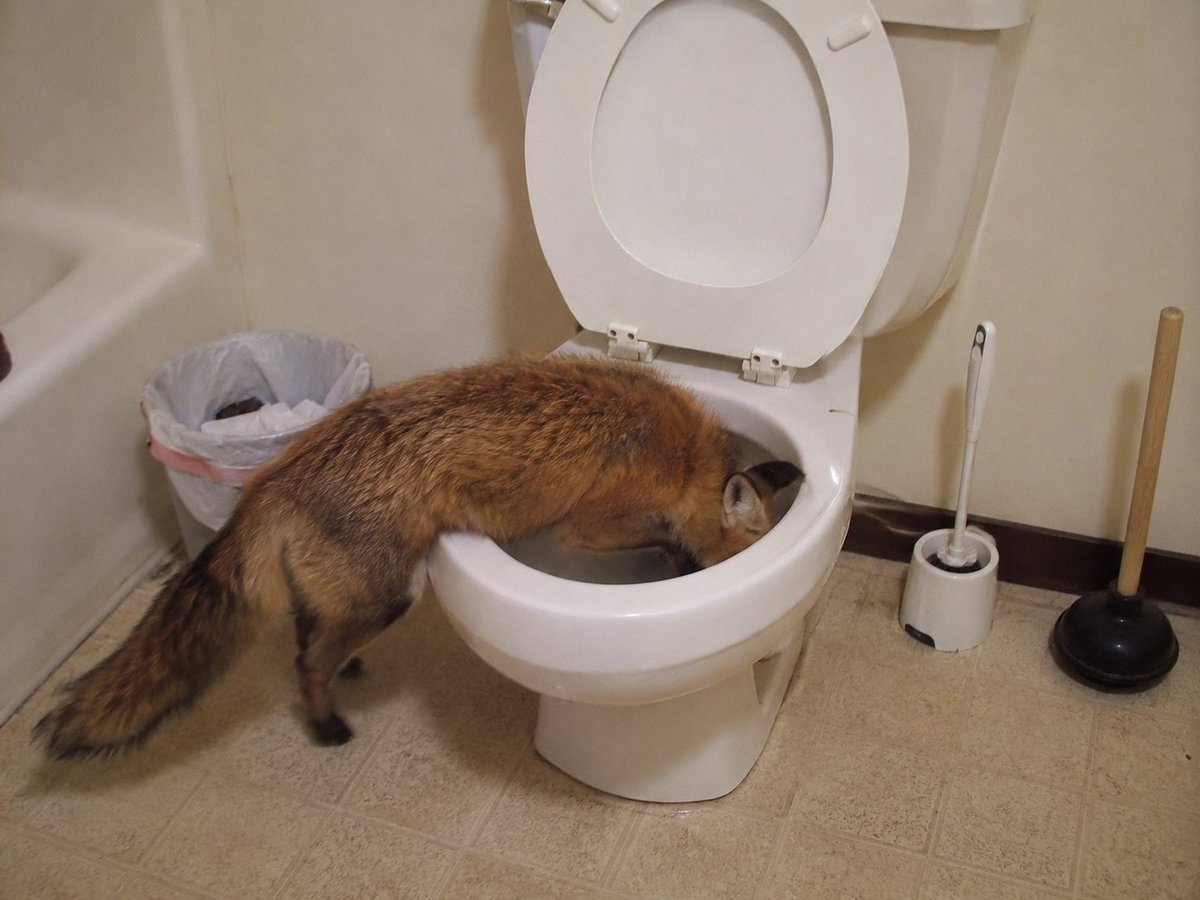 sodahawk's tweet photo. @PenguinWeb3 Grok Gemini and ChatGPT according to the same prompt… interesting recurrence of foxes https://t.co/9TGNOHfszb
