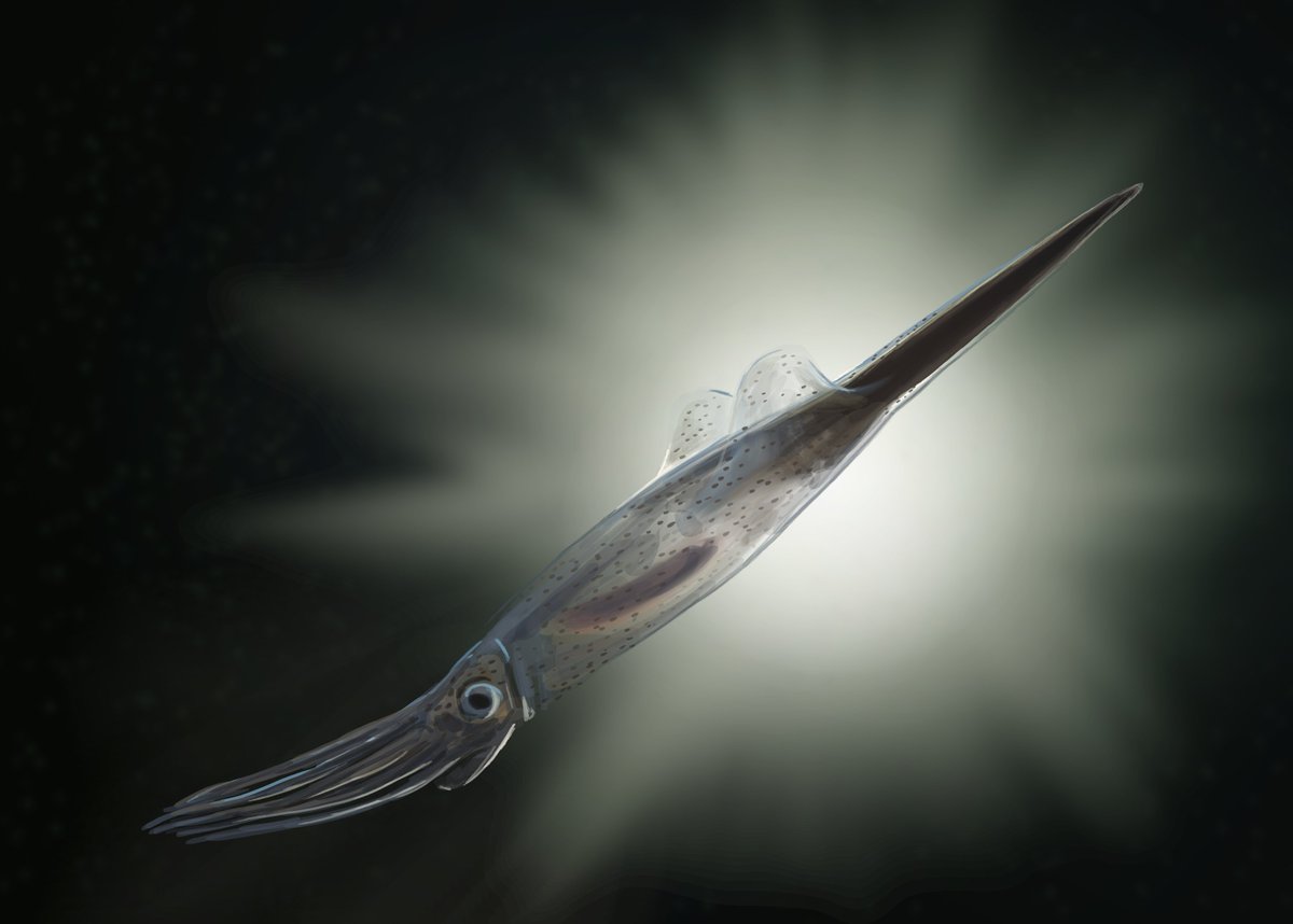 JoschuaKnuppe's tweet photo. Results from the #paleostream! 
Cerrejonisuchus, Parabos, Argentinonectes and Bayanoteuthis https://t.co/oOICpRlNur
