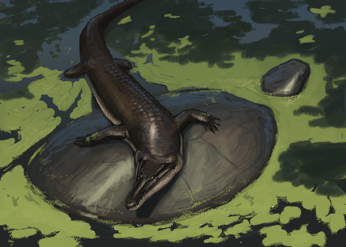 JoschuaKnuppe's tweet photo. Results from the #paleostream! 
Cerrejonisuchus, Parabos, Argentinonectes and Bayanoteuthis https://t.co/oOICpRlNur