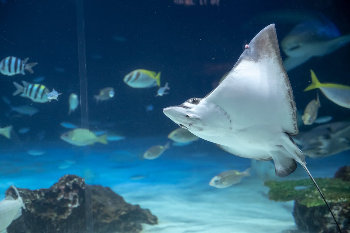 masaphoto8's tweet photo. 群れと個と

#サンシャイン水族館 https://t.co/rqyOYrnbYN