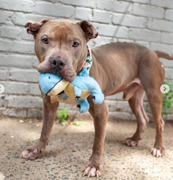 NMBewitched's tweet photo. Tonight I leave you with a forgiving, resilient dog 
I posted Evander this morning
I know it is too soon to to do it again 
But... 

This Baby Boy is 2yrs, 
His body ravaged by neglect & hunger🚑 
See him as I do...

I see the kindest eyes, a gentle soul 
A young adult who should have his whole life ahead of him. A boy aching to be part of a family

Volunteers words: 
💙Sweetest pout💙
Evander (255497) What a nice guy! Easy on the leash, curious but polite to other pups, spending time with Evander was an excellent way to start the day. 🥰🐶🩷 He checks in often, taking treats nicely & his pout is simply irresistible. His lean-ins are sweet & gentle too. He arrived at the shelter in a bit of rough shape but is improving under the care of staff. What he dreams now of is a family to love and to be loved & cared for in return. Could you be the one?
2 year old 44 lbs
In Adoptions @ Manhattan ACC
For more info, please go to: https://t.co/DfhLkGTilk