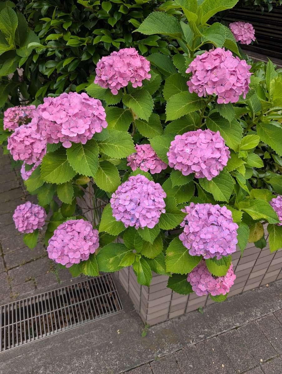 お取り置きになりました(。ᵕᴗᵕ。)「紫陽花♡ピンク系」 今日はピンクの紫陽花ちゃん達見ました🩷 でも青の方が好きかも🤭͛💠