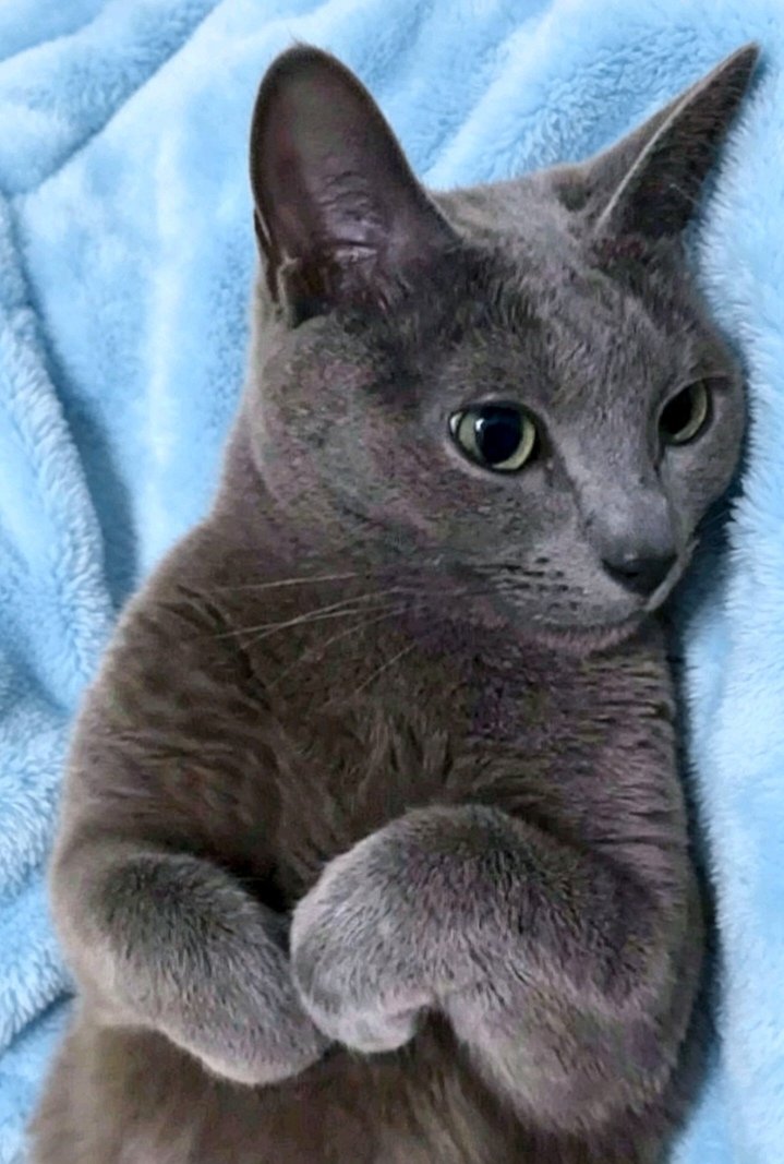 GteamCRC's tweet photo. Porque madre @karolg tiene gatos!
YO también les comparto mi miichi
. 🩵 En mood #sparkly ya. 🪩🪩🪩 https://t.co/XKSlHMeyyT