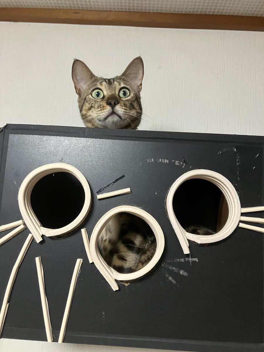 JinCatBengal's tweet photo. グモーニン😺
#ベンガル猫 https://t.co/cgJYNaAew6