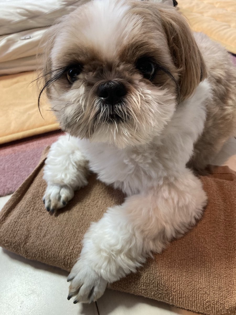 UMEUKE's tweet photo. 無事帰宅。
モンブランさん、早速保冷剤のタオル巻きへ。

お疲れ様でした。

#犬
#シーズー
#モンブラン https://t.co/Pg692d3zQz