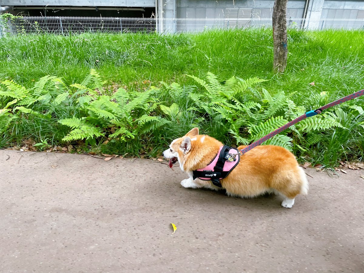 途中雨降ってきちゃったけど みんなでお散歩🚶‍♀️🐶 #コーギー