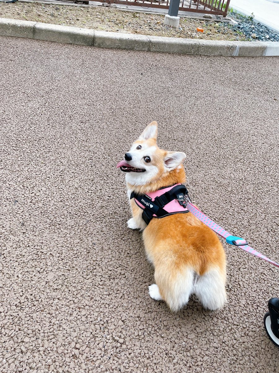 途中雨降ってきちゃったけど みんなでお散歩🚶‍♀️🐶 #コーギー