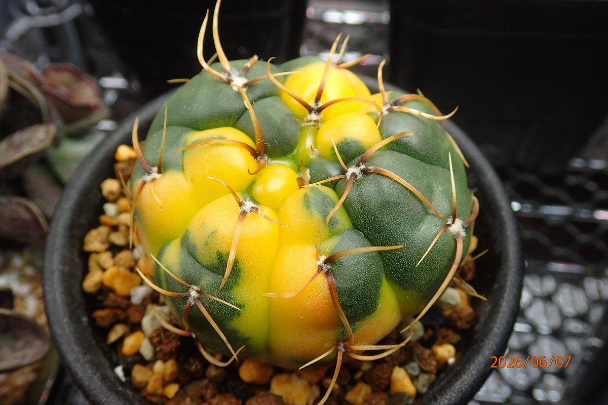 hiatari_juicy's tweet photo. Gymnocalycium  hyb(海王丸×怪竜丸)
錦の子達と6稜強刺の子。海怪丸とでも呼ぼうか。
普通のがあと20株くらいあるがどうしたものか。 https://t.co/6HaZVQiAxj