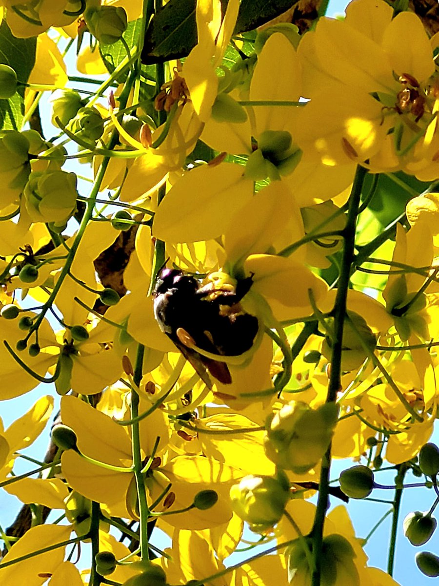 SusanaHarp's tweet photo. Lluvia de oro…

Así se conoce a los árboles que ya son parte del paisaje de la ciudad de #Oaxaca, originarios del sur de Asia. Su llamativa floración ocurre entre los meses de abril, mayo y junio, con un efecto visual intenso por la característica luz tan bella que tiene nuestro estado en estos meses. Sus racimos colgantes pueden medir hasta medio metro de largo y normalmente las copas se cubren por completo de flores amarillas que semejan cascadas de oro sobre parques y calles. Las flores atraen abejas, mariposas y otros polinizadores, lo que hace de estos árboles un oasis para la fauna urbana.

Por ser la temporada más luminosa del año, estas semanas son probablemente el mejor momento del año para ver la “Lluvia de oro” en su máximo esplendor, por el contraste espectacular con los cielos y crear escenas que parecen pintadas.