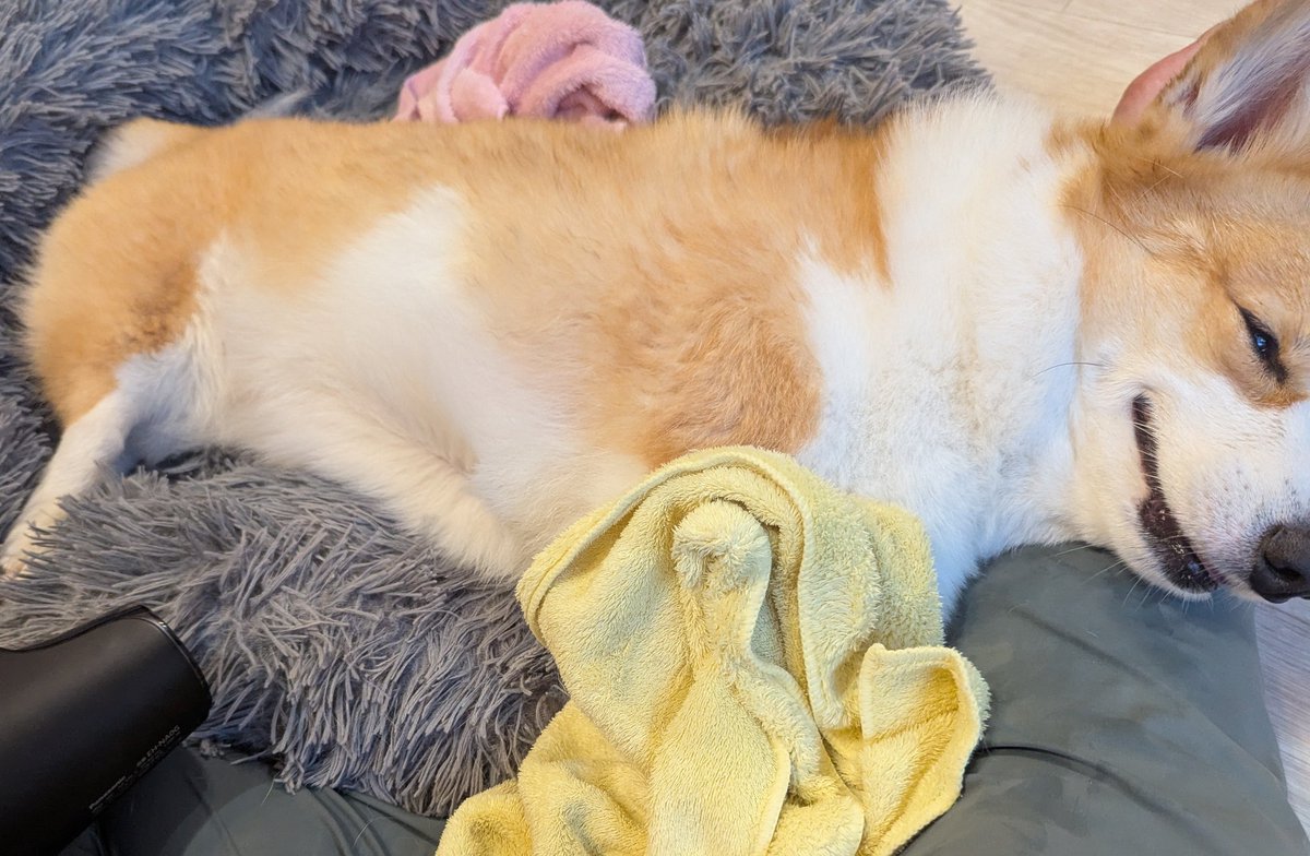 CorgiRunn's tweet photo. ドライヤーかけてる時に、ごろんして！って言ったらごろんできるようになったよ！
お腹の毛にやさしい
#コーギー https://t.co/mbKATsOPoX