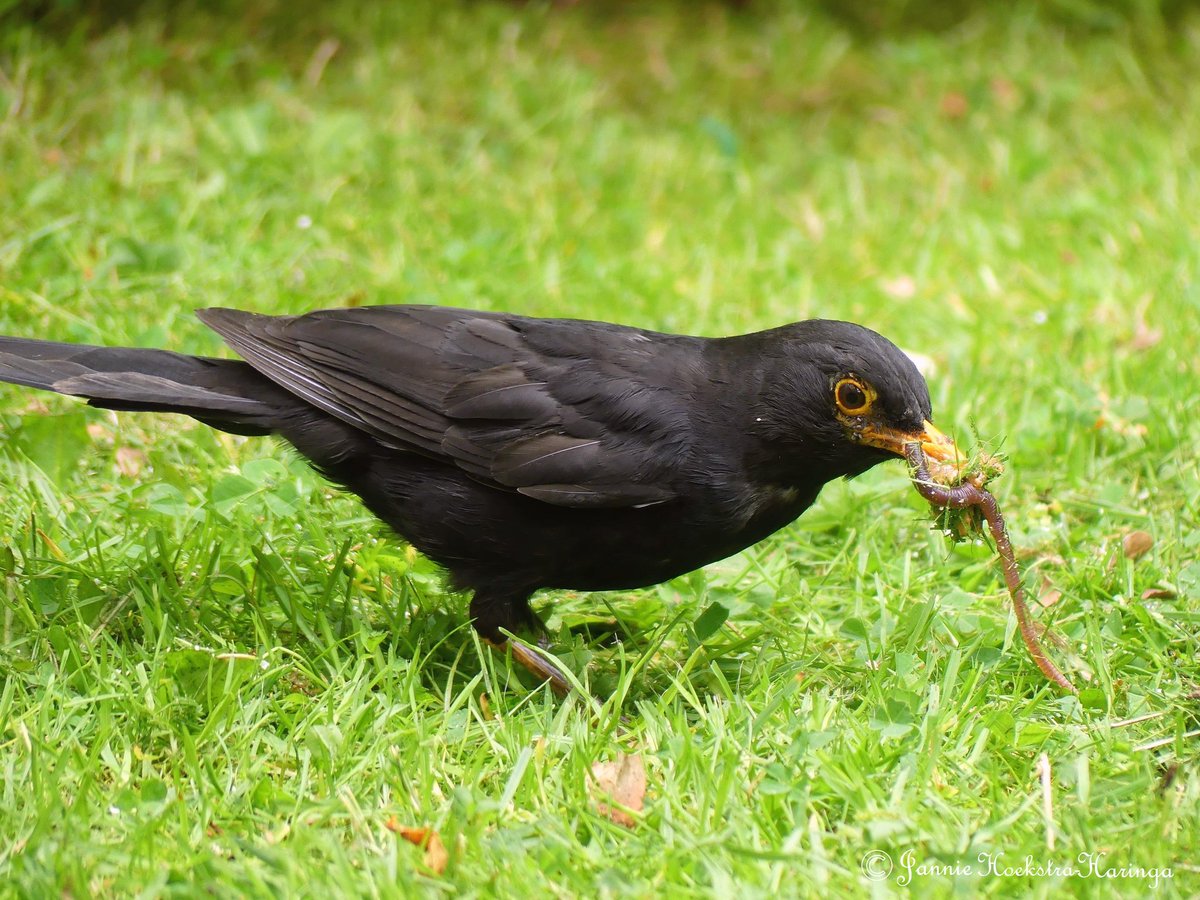 jgharinga's tweet photo. Merel haalt ontbijt uit de tuin https://t.co/Jz8f05Jsh3