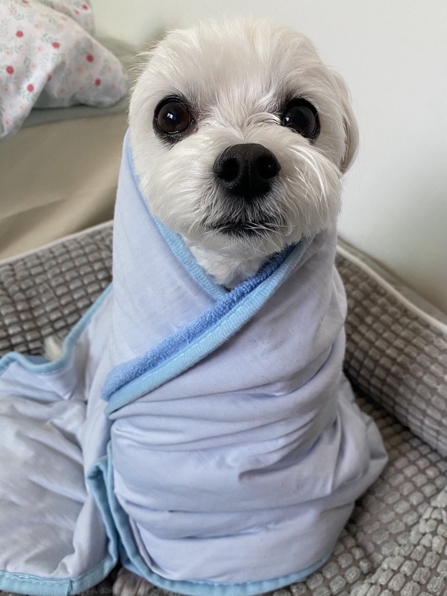 yynami's tweet photo. 이히히히 귀여워. https://t.co/RR6aFyLEbA