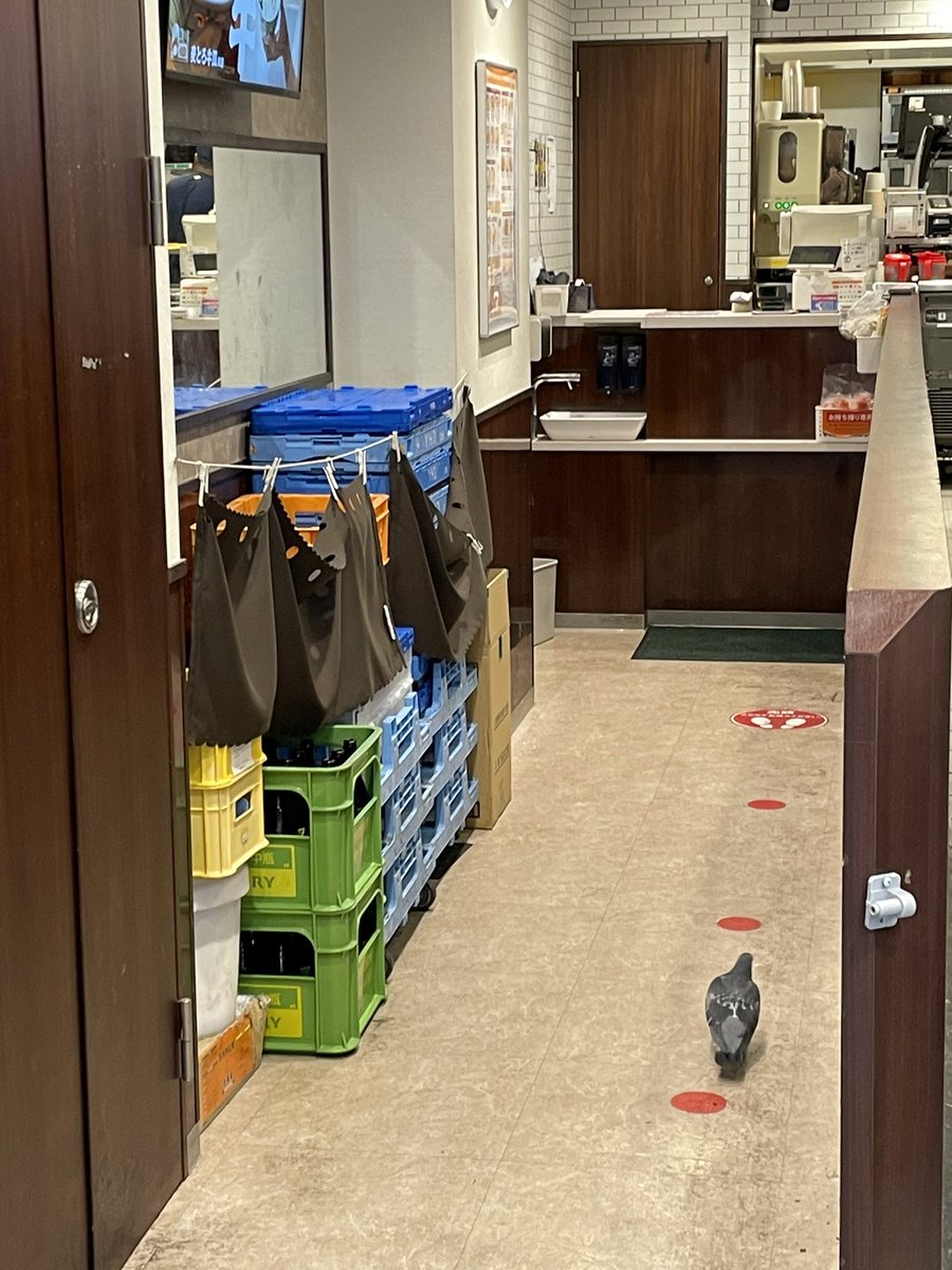 Maguromiso_073's tweet photo. 吉野家に鳩出没 https://t.co/ivNutt1qc5