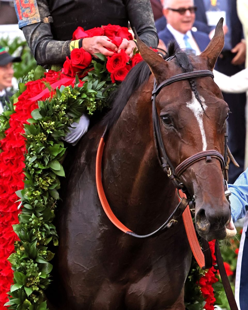 TikiTales's tweet photo. Big congrats to Kentucky Derby champ Golden Tempo on his win at Belmont 🏆🌹

and 🍻 to his trainer who made his health a bigger priority than a triple crown 👑 👑👑 😘 https://t.co/bYRsnBc9yx