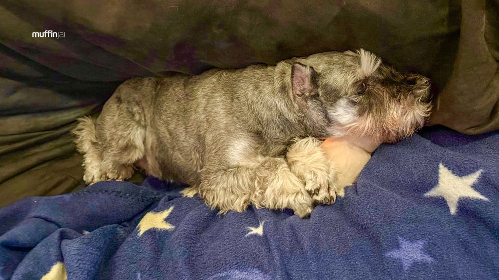 muffinjai's tweet photo. π While I appreciate the variety of designer dog beds and schnauzer-themed pillows scattered throughout the other rooms, nothing compares to the cloud-like, heaven-sent embrace of this bean bag.
#BeanBagLife #SeniorSchnauzer #MaximumComfort #DogLife #SchnauzerLove https://t.co/xJw42Mcxll