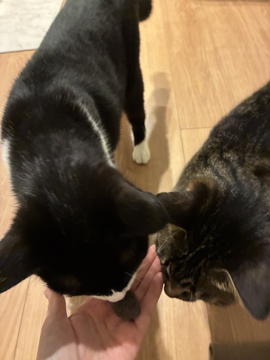 senbero5884's tweet photo. 抜け毛が多いのでブラッシング！とれた毛を丸めてみたら興味深々
君たちの毛だよー https://t.co/X4yHcM49Q9