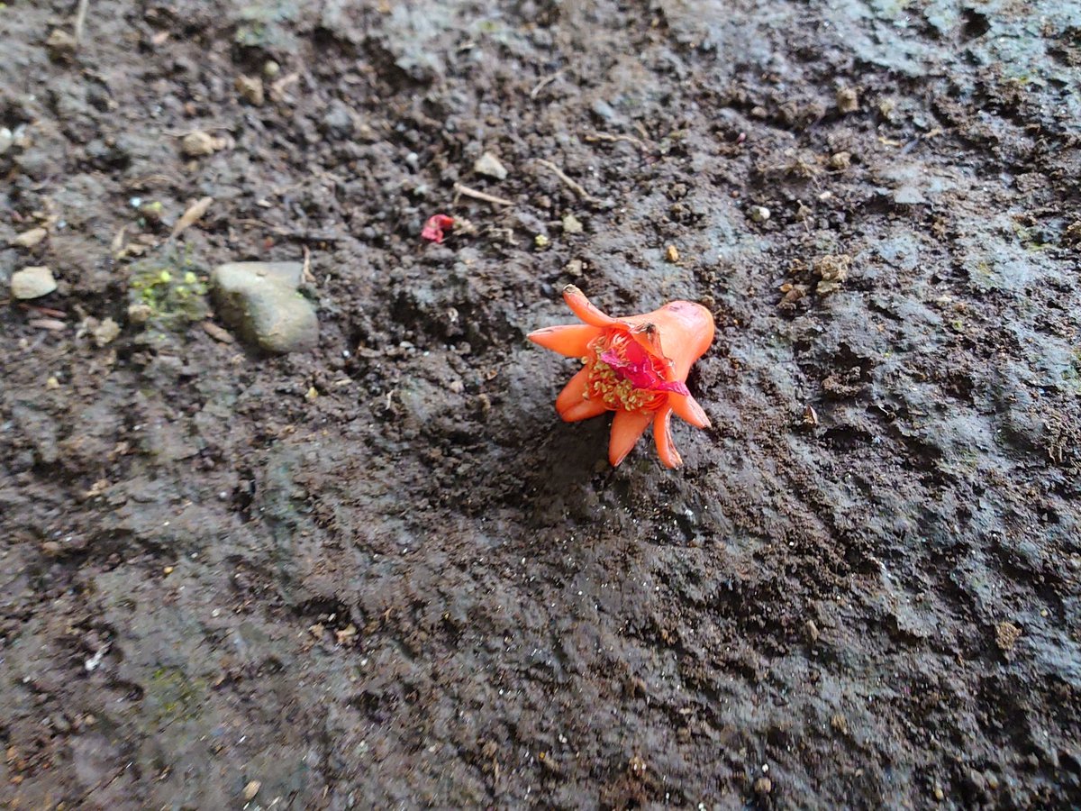 charao_bancyo's tweet photo. タコさんウインナー落ちてると思ったら、お花でした(^_^;) https://t.co/x8SrCEwfJX