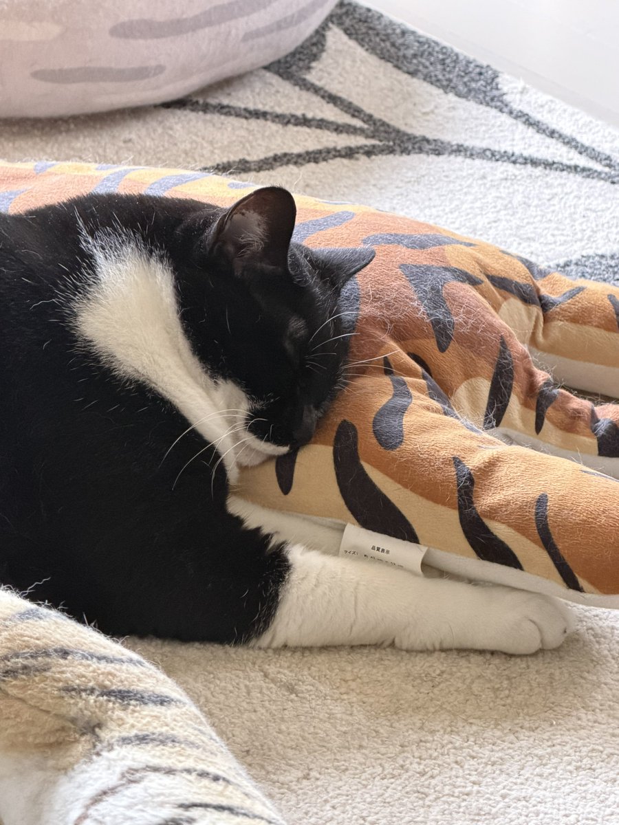 amesyo0's tweet photo. お昼のコタクロ
#猫との暮らし https://t.co/4q9t4xvMmU
