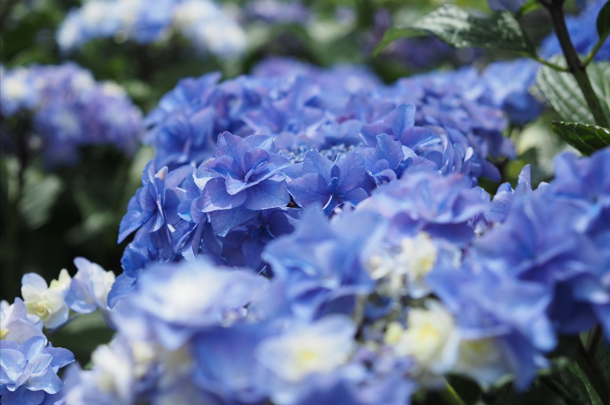 akitelok's tweet photo. 紫陽花 https://t.co/p18gDhJHAM