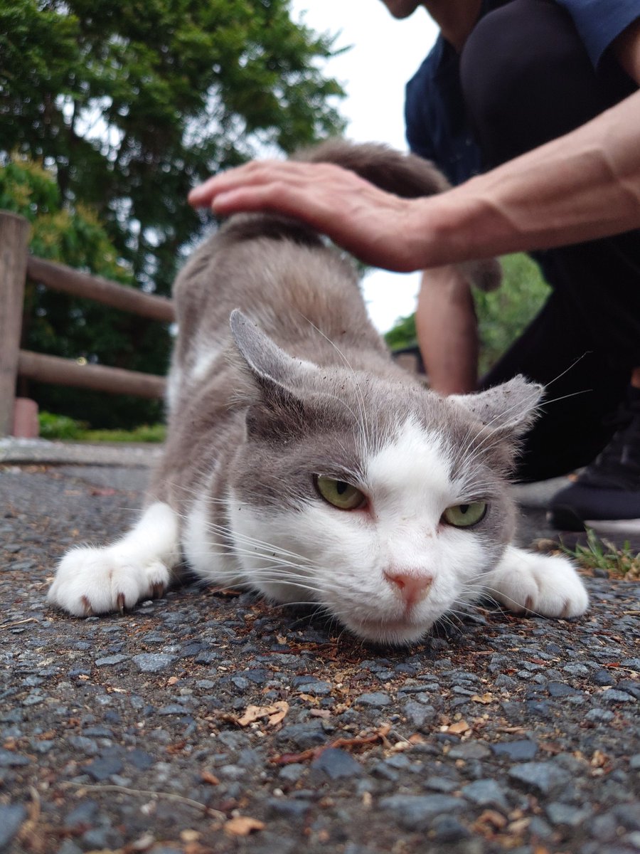 Neapolitan4mini's tweet photo. 猫に触れて宿毛まで行った甲斐があった https://t.co/NyZXZ8BvXB