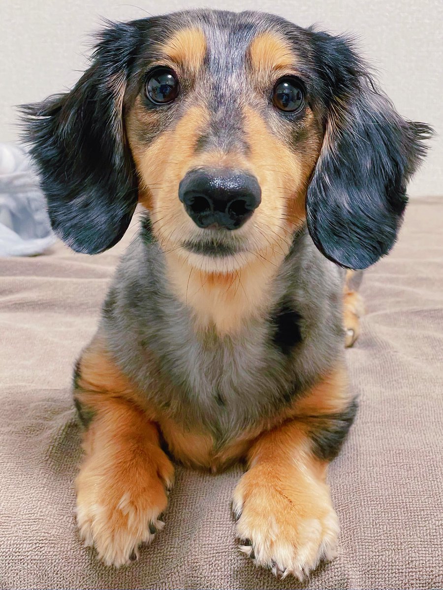 DappleNoel's tweet photo. 今日の愛犬。 https://t.co/fwMxITu2Ye