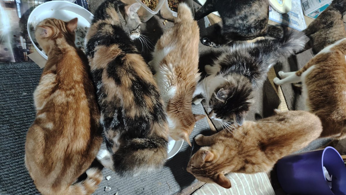 rucelli's tweet photo. お昼ご飯はいただいたカマス
猫ちゃんにも大人気！ https://t.co/rqIv47FmCB
