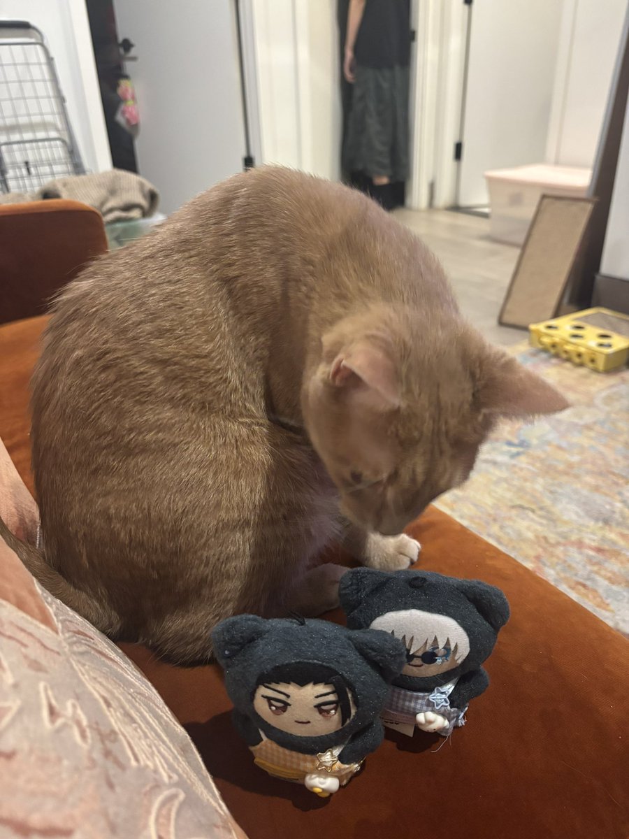 chimiikawa's tweet photo. うちはみんな猫だよ https://t.co/p67gzm8YIN