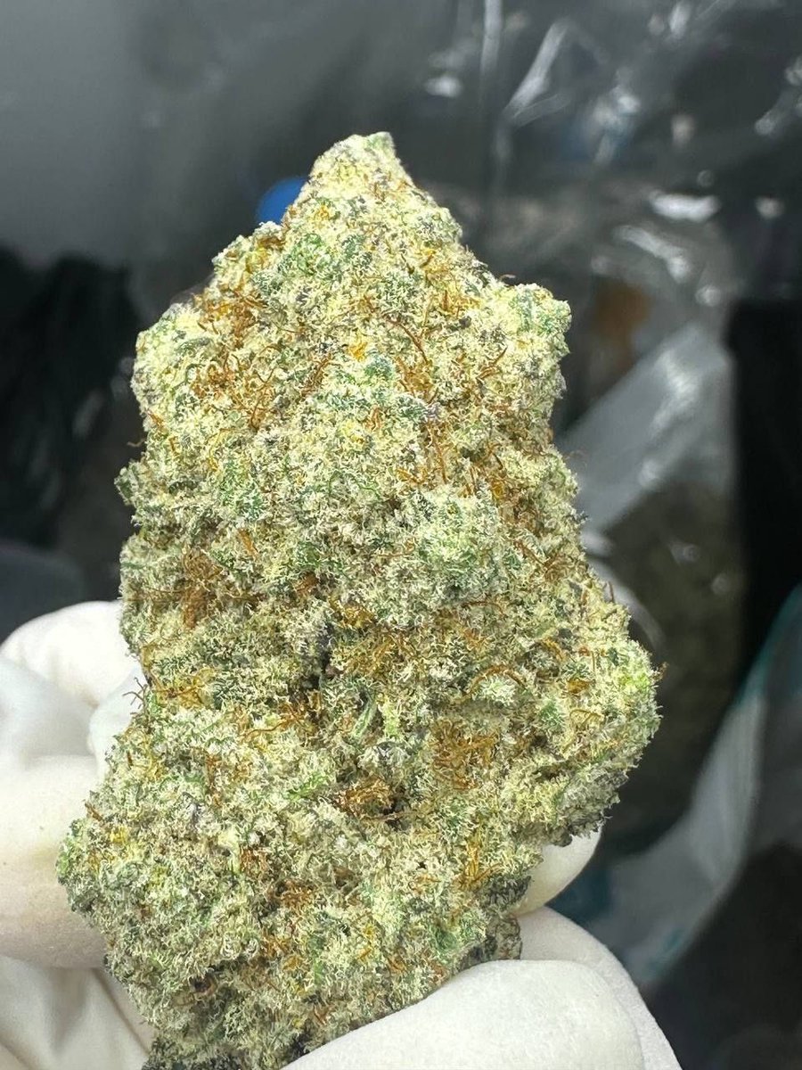 420VNTH's tweet photo. 👑 King’s Tart
🌿 Type: Indica
🧬 Genetics: LA Kush Cake × Bubba Slush

⚡ Effects: Gradual “creeper” high that builds over time

⚡️Fast delivery in Bangkok, Hanoi, Ho Chi Minh City, Da Nang – only 1–2 hours after ordering 🚀
#Cannabis #Vietnam #Thailand #Weed https://t.co/LtxbcN0rAP
