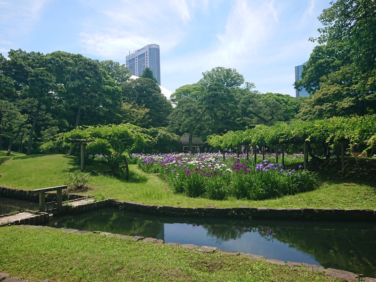 mysterysnack1's tweet photo. The adjacent arsenal (now Tokyo Dome City) moved to Kokura by 1936. When the garden opened to the public in 1938, this large iris field was established.

#KoishikawaKorakuen #JapaneseIris #beautifulplantsinTokyo #Summer https://t.co/fmBLy1bHvn