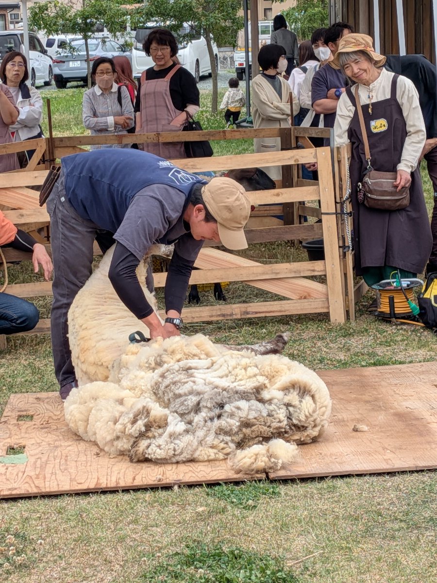 nanatowool's tweet photo. ついに、来ちゃった✨🐑 https://t.co/s1S9JYfIW5