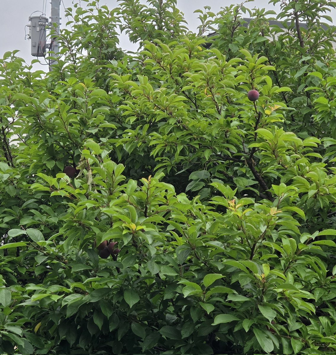 2023_no2's tweet photo. スモモは上のほうから熟すらしい🤔
初めて気が付きました😅
今日中に回収用ネットを設置しなければ…✊‼️ https://t.co/VRUPkW6Wka