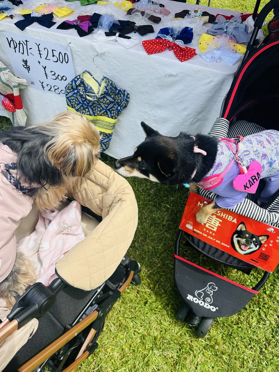 superdarts25's tweet photo. 北欧フォレストドッグフェス行ってきました！
お友達できて楽しかったね🐶✨ https://t.co/ZPtXNhuPjE