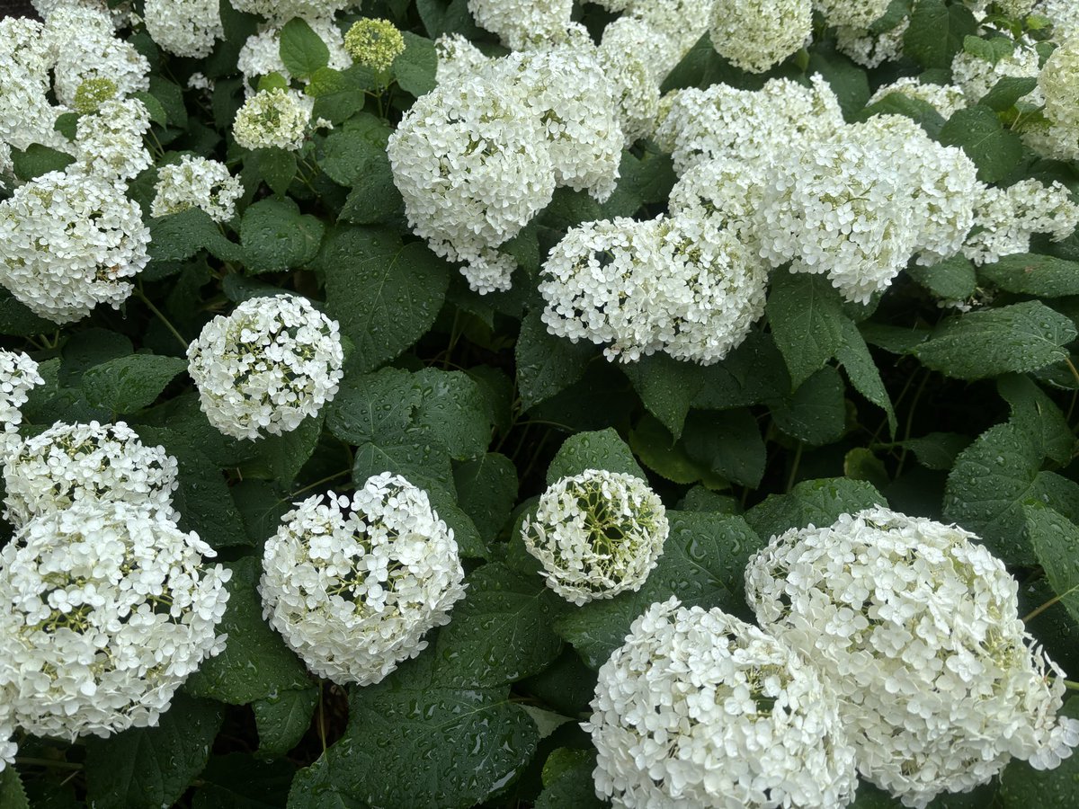 kichikuB's tweet photo. 紫陽花祭り〜 https://t.co/rDnMw6Pe2D