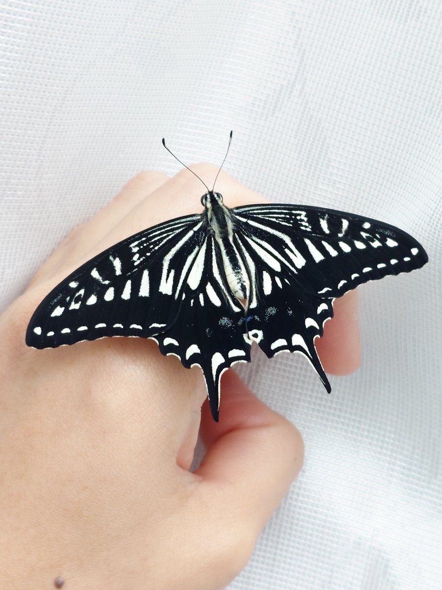 りむ🐛🐛🐛🐛🐝🐜🐞🪰🪲🦟🦗🕷 (@mushinokiroku) / Posts / X