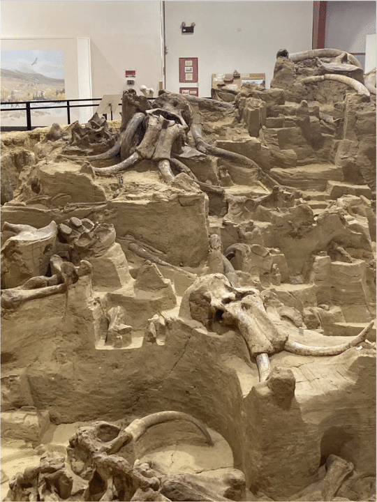 JacobAShell's tweet photo. My favorite under-the-radar spot here is Mammoth Site in Hot Springs SD, where they found a bunch of mammoth bones preserved in an old water pit, and built the museum around the pit rather than move the bones. https://t.co/7doCFvRrzG